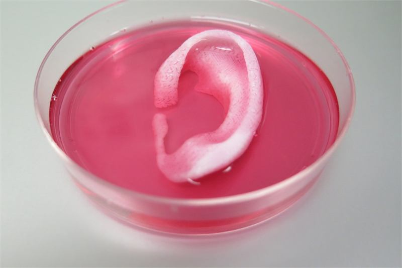 A bioprinted cartilage ear scaffold held under laboratory lighting