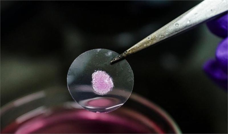 Tweezers holding a coverslip with a small disc of bioprinted liver tissue