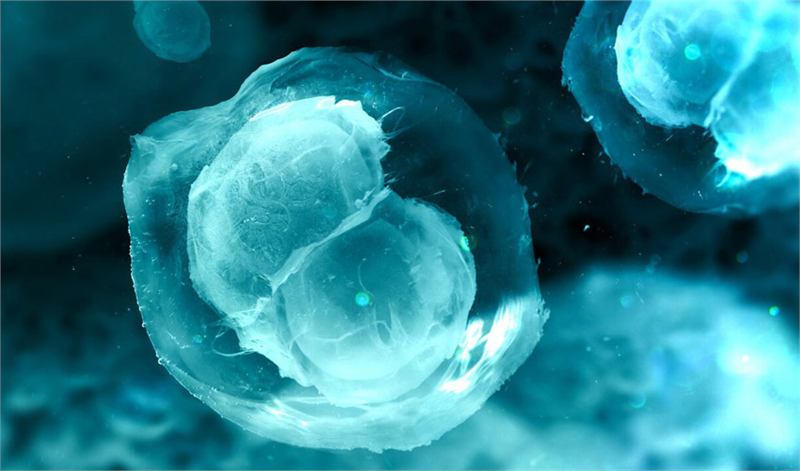 Stylised illustration of cells dividing, representing ovarian follicle research
